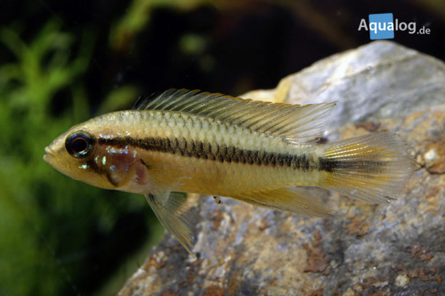 Apistogramma Agassizii Tef Aqualog De