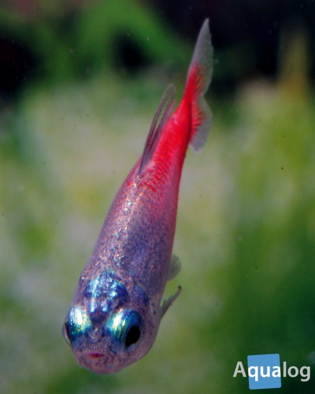 Neon Tetra: Fish Species Profile