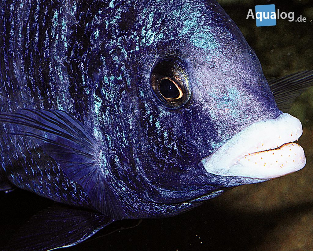 Placidochromis phenochilus malawi mdoka - Aqualog.de