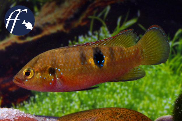 Rote Hemichromis - die perfekten Einsteiger-Buntbarsche - Aqualog.de