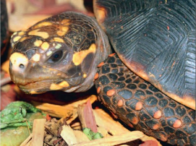 Successful breeding of the Red-Footed Tortoise - Aqualog.de