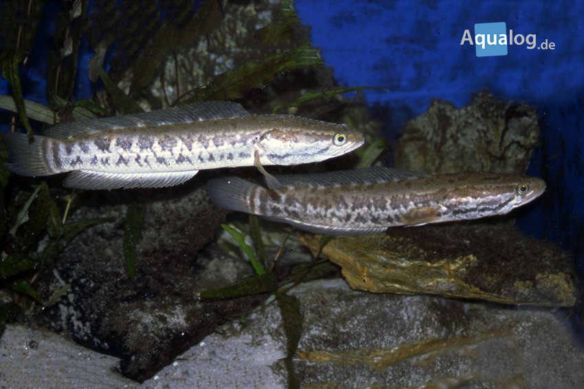 Northern Snakehead (Channa argus) - Species Profile