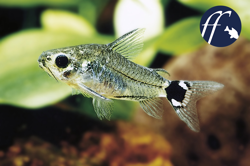 Keeping Cory Catfish Adorable Cory Species Care Tips, 41% OFF