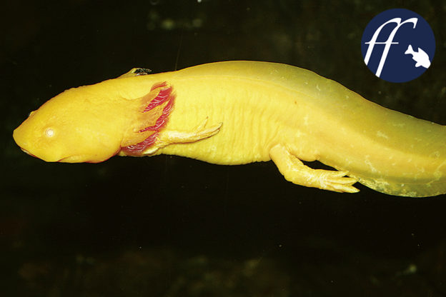 Wird der Axolotl gerade endgültig ausgerottet? - Aqualog.de