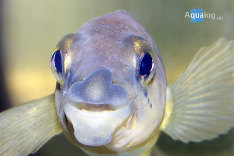 Eine dicke Lippe riskiert? Crenicichla tuca, früher C. sp. "Botox