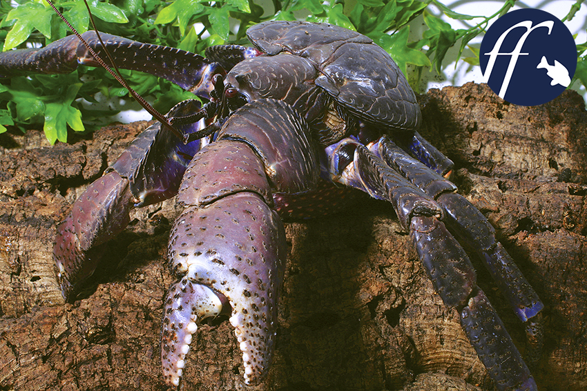 biggest hermit crab in the world